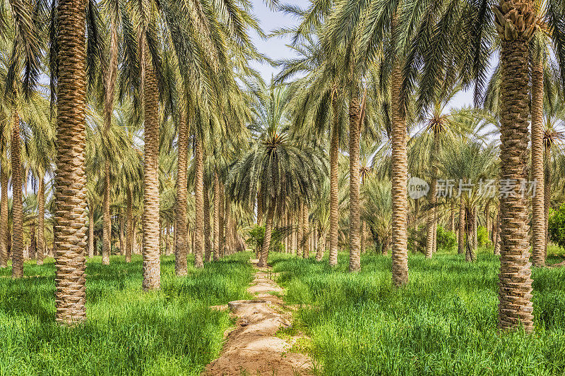 沙漠绿洲杜兹/突尼斯/非洲的枣椰林